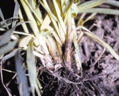 Strawbreaker Foot Rot or Eyespot of Wheat Strawbreaker foot rot, which is also called eyespot, is a common and serious disease of winter wheat throughout most of eastern Washington, especially in the