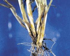 Yield loss varies considerably depending upon when plants are infected and the percentage of plants infected, but can range up to 50% in commercial fields when disease is severe.
