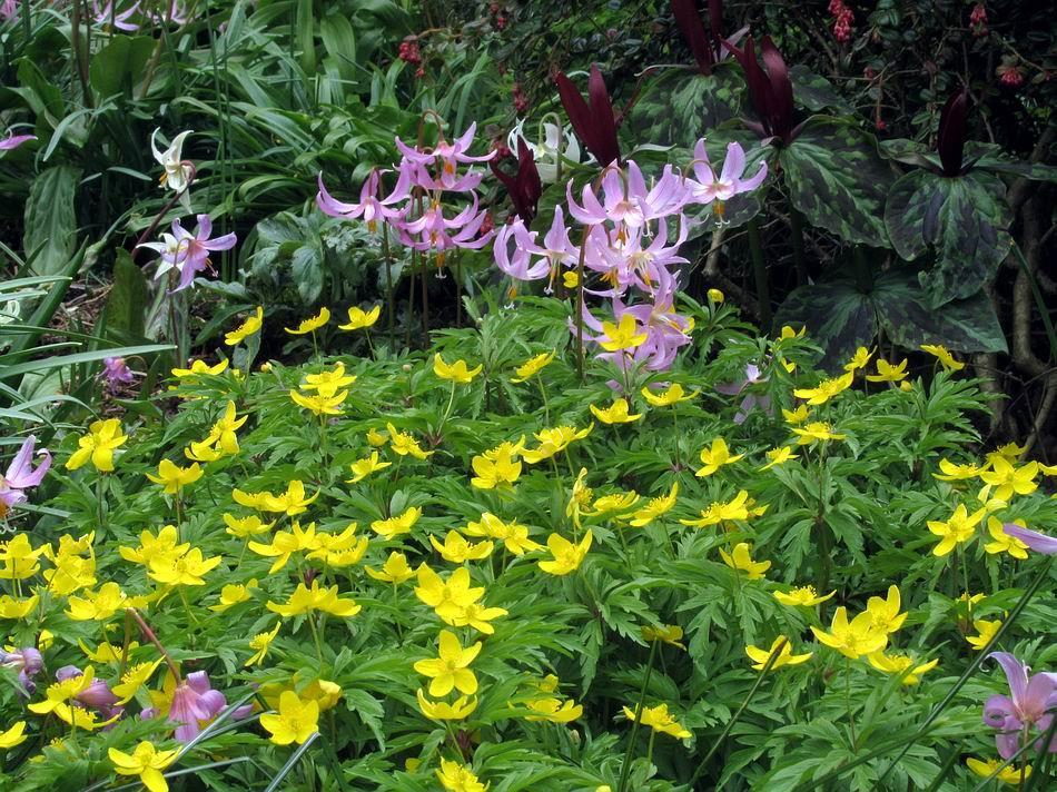 Trillium and Erythronium grow in harmony with a carpet of