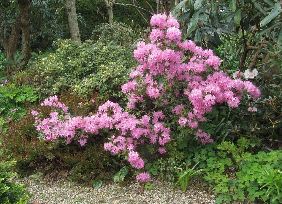 Rhododendron Pintail Rhododendrons of all
