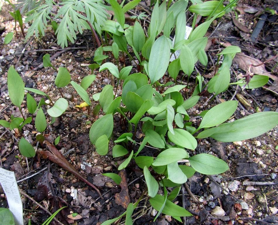 Erythronium sibiricum seedlings Not knowing the latest correct name of these plants will not deter me from growing them as they are great additions to our garden.