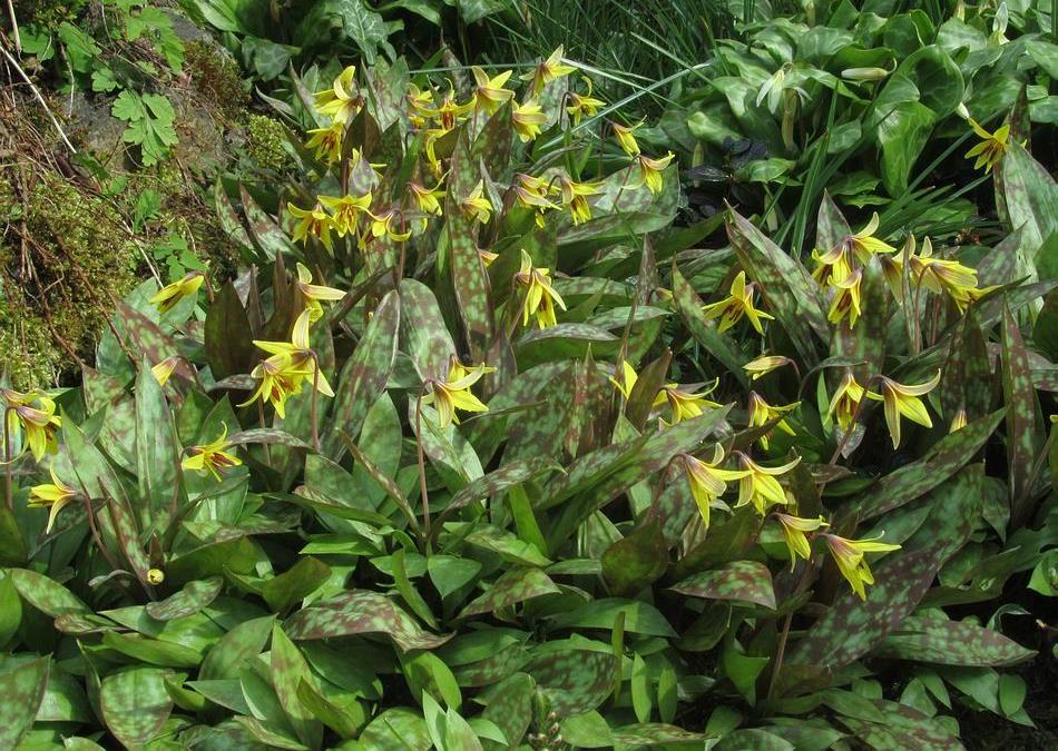 Erythronium americanum For a long time it produced only single leaves and never flowered then around ten years ago it some bulbs started to produce two leaves along