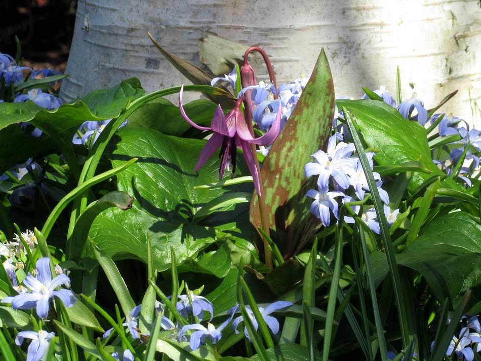 Further along the same bed Erythronium japonicum is one of the plants growing right at the base of the