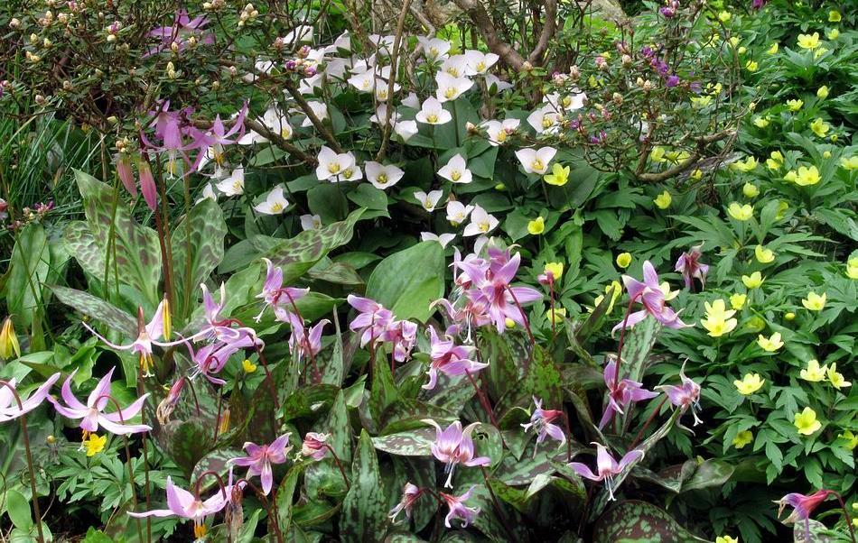 On the higher part of the bed Trillium rivale grows at the base of a dwarf Rhododendron surrounded by