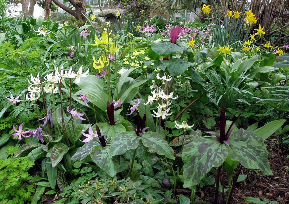In the back garden, here is a group of sessile Trilliums which I find very difficult to name: they could be Trillium