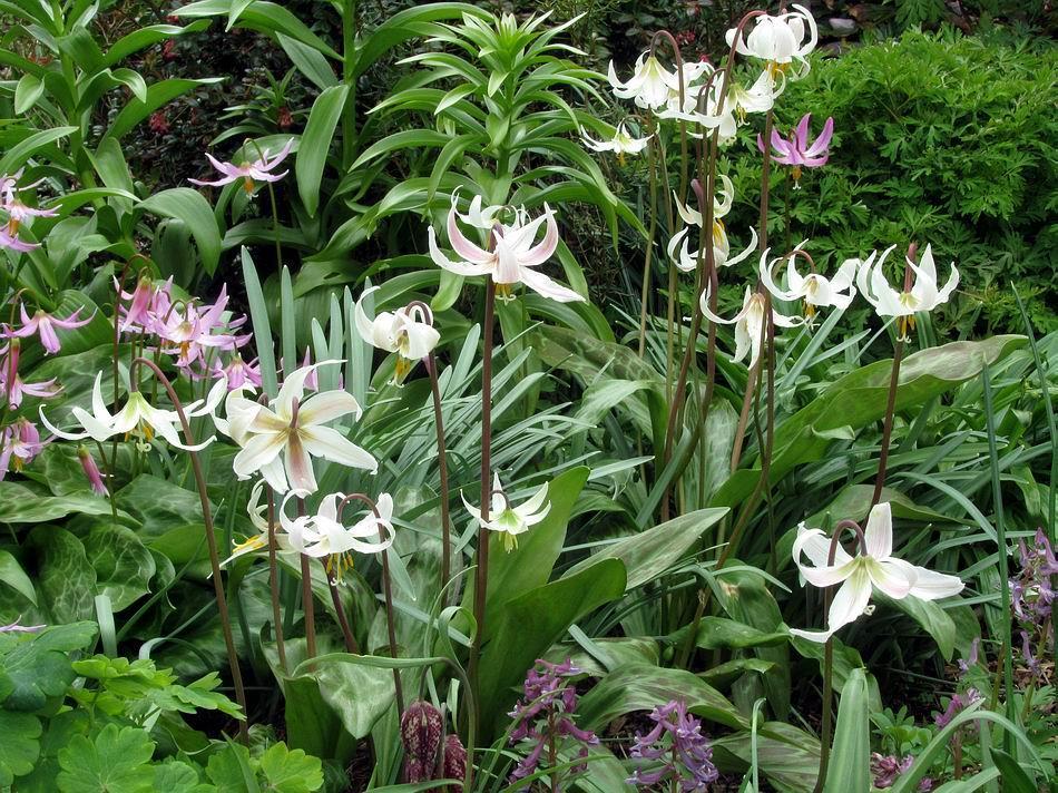 Erythronium oregonum which can be seen to the right and