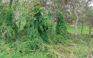Bushland in good condition is reasonably resistant to weed invasion, but bushland that has been disturbed or invaded by particularly aggressive weeds becomes more vulnerable to invasion by other