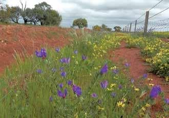 National Environment Alert List The Australian Government has also produced a National Environment Alert List and a list of Priority Sleeper Weeds.