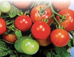 We grow a vast variety of TOMATOES including cherry,