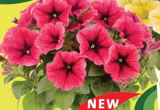 STRAWBERRY ICE POTUNIA Available in