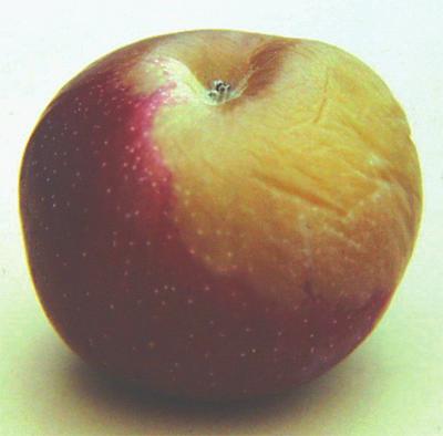 In the northeastern United States, neither blue mold nor gray mold is commonly found on apple fruit in the field.