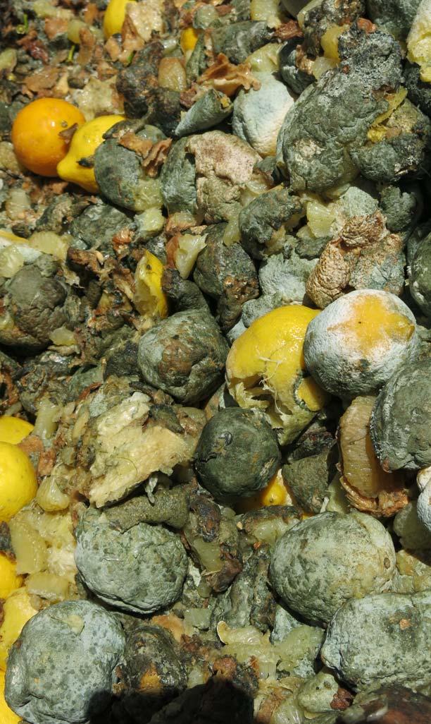 Close up of cull pile of lemons with