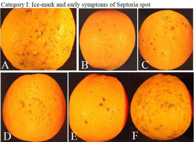Septoria quarantine disease Copper & fungicide applications