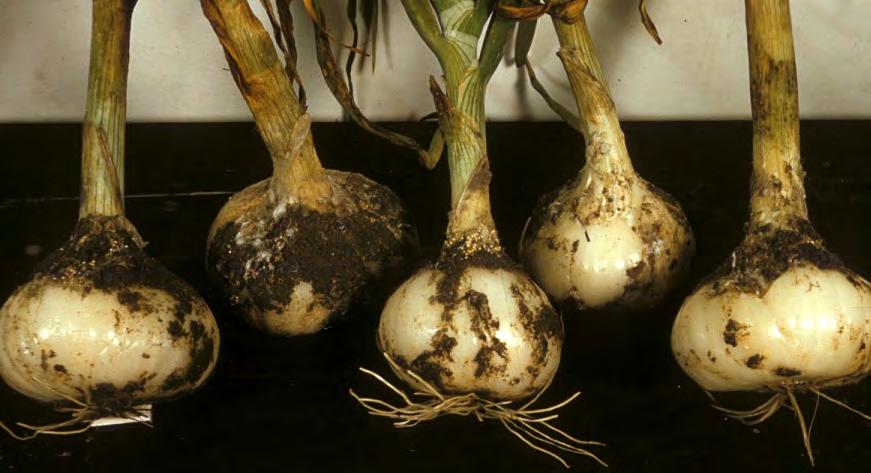 ONION DISEASES II Sclerotium bulb and stem rot Fungus: Sclerotium rolfsii Pathogen/Disease description: The fungus lives in the soil and infects the stem at the top of the bulb, causing decay of the