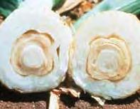 The bacteria live in the soil and splash onto the neck of the onion and may enter wounds such as those caused by high winds, hail or wind-blown sand.