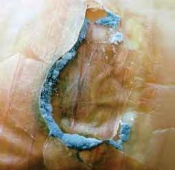 ONION DISEASES VIII Blue Mold Rot Fungus: Penicillium spp. Pathogen/Disease description: This fungus is found world wide.