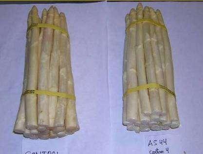 Modified Atmosphere Packaging Modified atmosphere packaging for white asparagus.