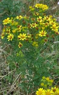 These are all native species that support a variety of insect life. Ragwort in particular is valuable to nature conservation as a good nectar source.