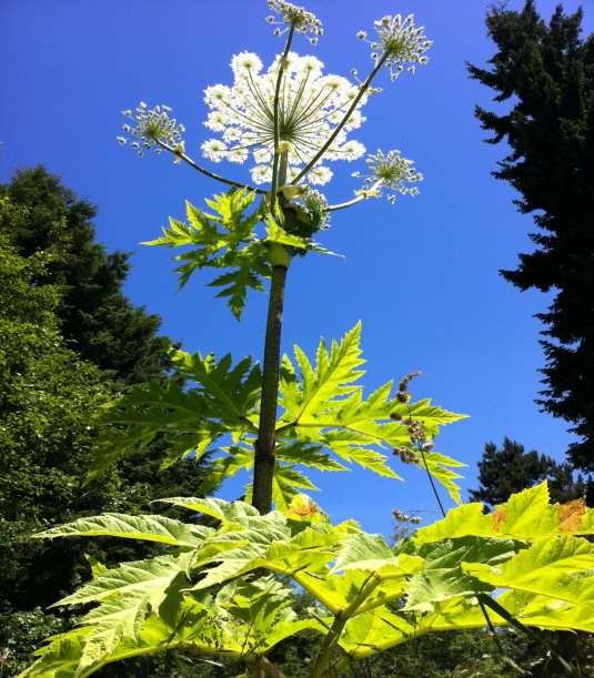 Fighting Giant Hogweed A RETROSPECTIVE OF KING COUNTY S EFFORTS FROM 1996 TO 2014