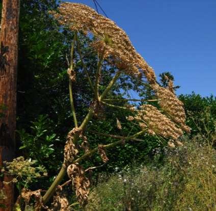 What makes hogweed such a problem?