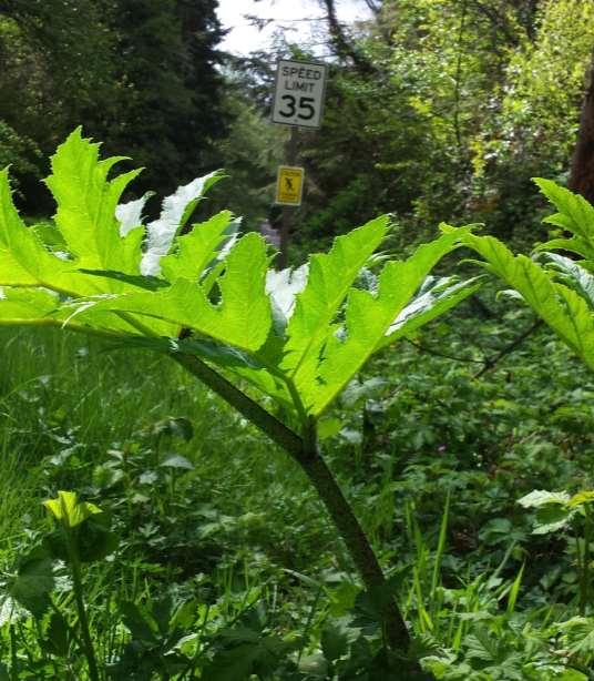 Introduced to New York in 1917 Hogweed had been present in Seattle since the early