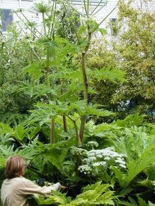 How to identify hogweed 15-20 feet tall at