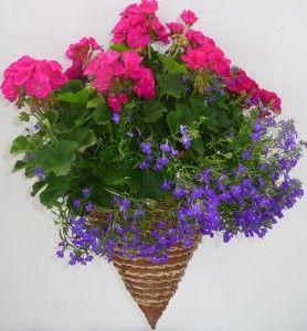 HANGING BASKET $40 COMBO FOR