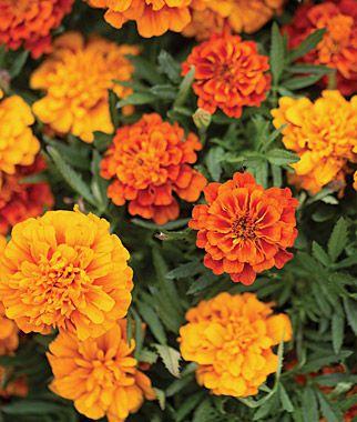 Marigolds Full Sun. Easy to grow.