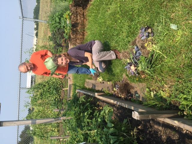 To compost or not to compost? That is the question Fritz and Ronalyn on June 30 th harvesting green and red cabbage.