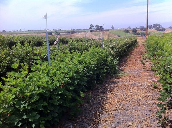 Pruning trials with PrimeArk-45 San Luis Obispo Co.