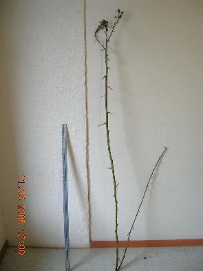 branch length = < 1 ft Branch length