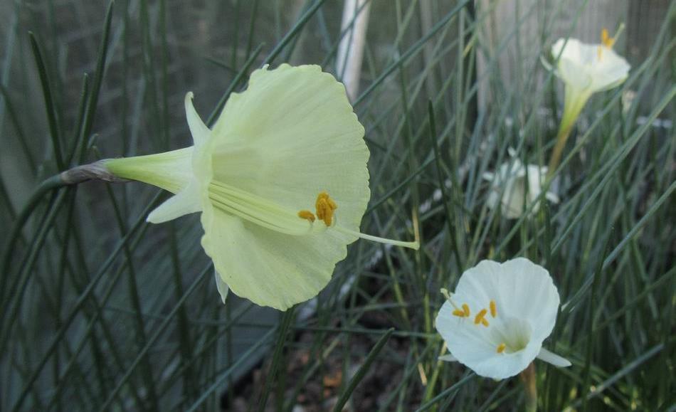 Two mixed Narcissus seedlings, that have self-sown into a pot of