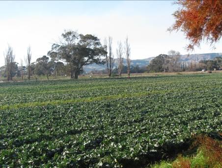 The area is currently zoned Rural on District Plan Planning Map 11, and supports intensive market gardening activities.