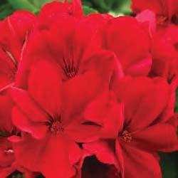 _ Geranium Red All Kits are $30 / each