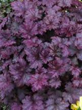 Coral Bells, Plum Pudding (Heuchera) May is for Planting Perennials 2019 Grower-Direct Program White flower with ruffled,