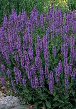 Height 30, Spread 22. Salvia, May Night (Sage) Dense, violet-blue flower spikes are held above dark green lanceolate leaves.