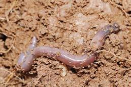 The soil around your school and garden often has many little organisms living in it.