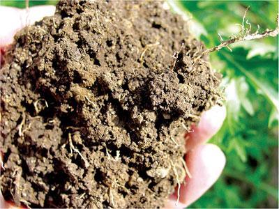 Soil Steward Tips Maintain soil structure Cultivate (dig) when soil is moist but NOT soaking wet or bone dry Till or turn only when required to incorporate organic material, plant or weed