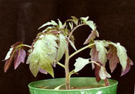 Deficiency Symptoms - P Leaves appear dull, dark green,
