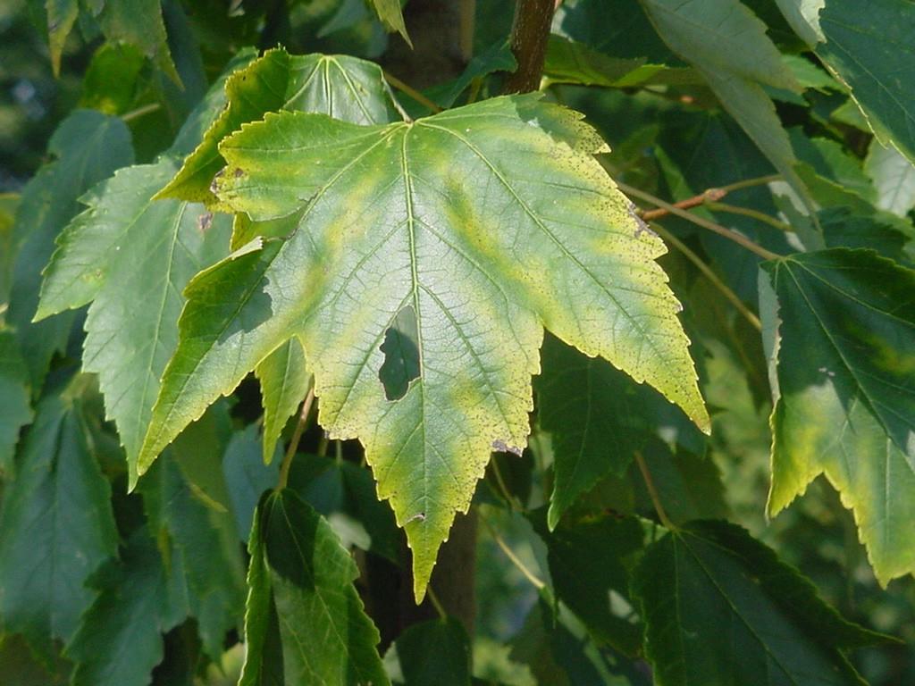 Deficiency Symptoms - Mn Chlorosis is less marked near veins. Some mottling occurs in interveinal areas.