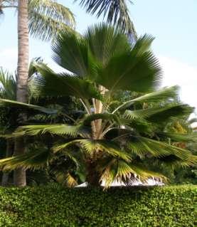 occurring palms in Fiji.