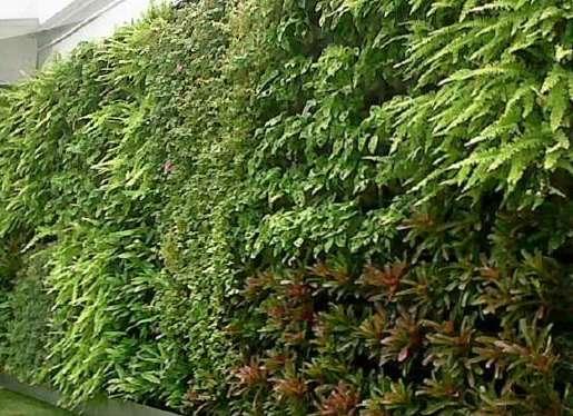 Wall Garden Tropical plants can grow
