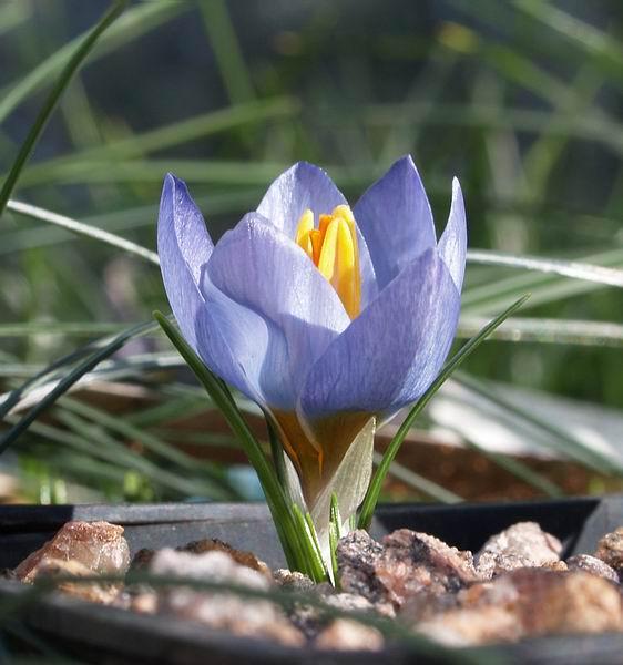 Crocus abantensis Crous abantensis was in the bud stage when the cold weather struck and that is how it stayed until