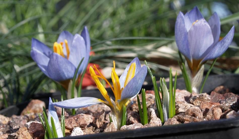 Crocus abantensis The flower in the foreground has only managed to produce three tepals perhaps it is a small corm or