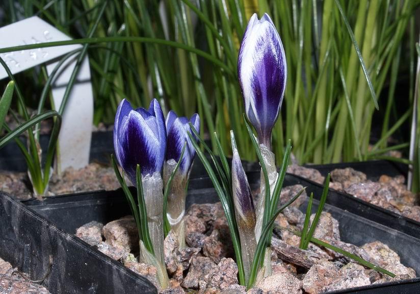 Crocus biflorus alexandri Another pot of seedlings from our own garden seed and flowering for the first time is this one of