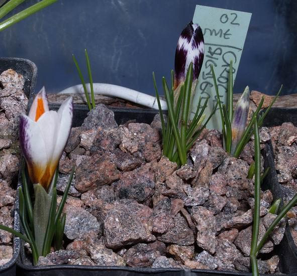 raising crocus from seed gives you.