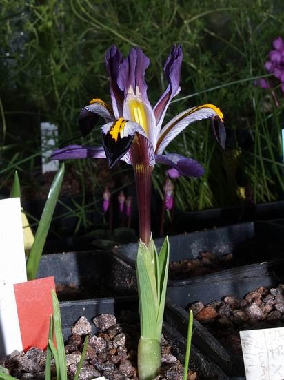 Iris nicolai Because we only have a finite amount of space under glass it is not possible to grow everything we would like to so we only grow a few Iris.