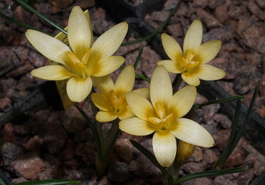 Crocus danfordiae Here is a different form of the tiny Crocus danfordiae to the one that I showed in the bulb log two