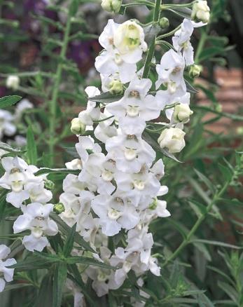 Angelonia angustifolia (Summer Snapdragon) Light Requirements: Sun Bloom Time: Planting until frost Garden Height: 18 24 Spacing: 10 14 Angelonia are