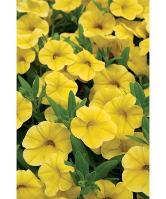 Calibrachoa will do best in containers but